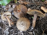 Inocybe bongardii image