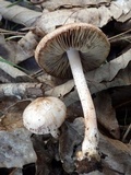 Inocybe godeyi image