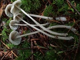 Mycena parabolica image