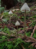 Mycena parabolica image