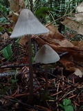 Mycena parabolica image