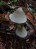 Mycena parabolica image