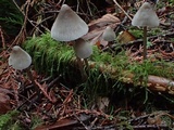 Mycena parabolica image