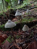 Mycena parabolica image