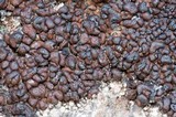 Lecidea atrobrunnea image