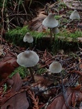 Mycena parabolica image