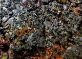 Phaeophyscia rubropulchra image