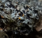 Phaeophyscia rubropulchra image