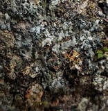 Phaeophyscia rubropulchra image