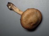 Inocybe sindonia image