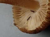Inocybe sindonia image