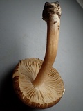Inocybe sindonia image
