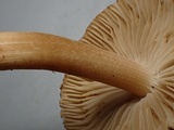Inocybe sindonia image