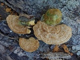 Funalia polyzona image