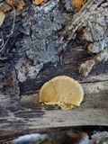 Funalia polyzona image