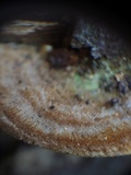 Funalia polyzona image