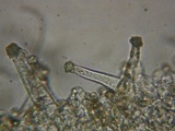 Inocybe sindonia image