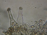 Inocybe sindonia image