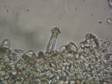 Inocybe sindonia image