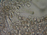 Inocybe sindonia image
