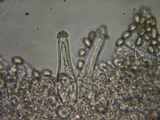 Inocybe sindonia image