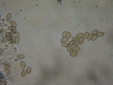 Inocybe sindonia image