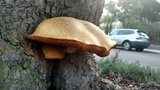 Gymnopilus ventricosus image