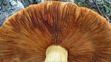 Gymnopilus ventricosus image