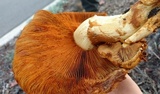 Gymnopilus ventricosus image