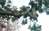 Gymnopilus ventricosus image
