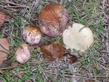Rhizopogon ochraceorubens image