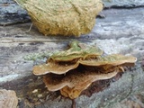 Funalia polyzona image