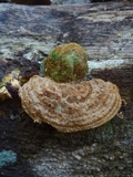Funalia polyzona image