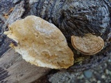 Funalia polyzona image