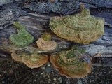 Funalia polyzona image