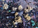 Ramaria curta image