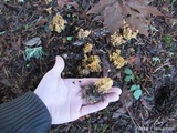Ramaria curta image