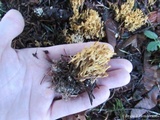 Ramaria curta image