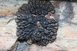 Melanelia tominii image