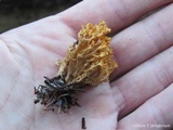 Ramaria curta image