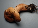 Lactarius luculentus image