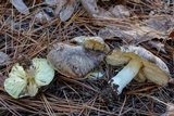 Tricholoma portentosum image