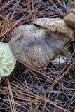 Tricholoma portentosum image