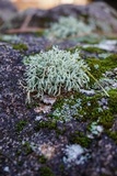 Cladonia leporina image