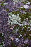 Cladonia leporina image
