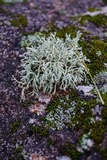 Cladonia leporina image