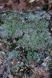 Cladonia petrophila image