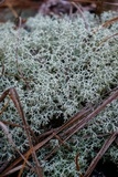 Cladonia subtenuis image