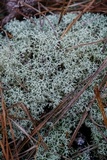 Cladonia subtenuis image
