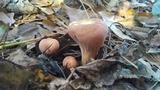 Clavariadelphus truncatus image